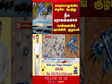 BlueDragon || Chennai || Kasimedu