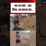 MP Man Snake Viral Video : सांप से बातें करते युवक का Video Viral! | N18S | Top News | Viral Video