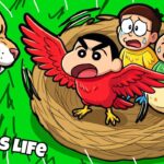 Shinchan Bird life Age 1 To Age 100 Evolution