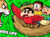 Shinchan Bird life Age 1 To Age 100 Evolution